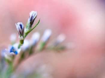 Pink background with white and blue flowers on twig. natural floral background. close-up, copy space