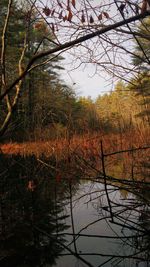 Reflection of trees in water