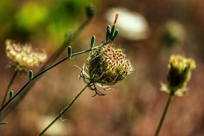 Close-up of flowering plant