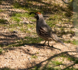 Close-up of bird perching on a field