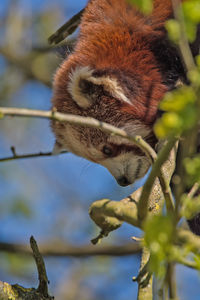 Close-up of red panda on tree