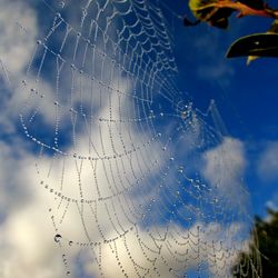 Close-up of spider on web against sky