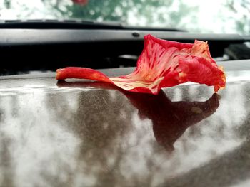 Close-up of red hibiscus