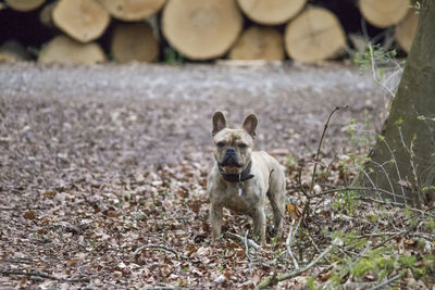 Portrait of dog on field