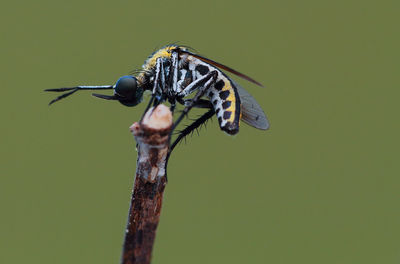 Close-up of insect on flower