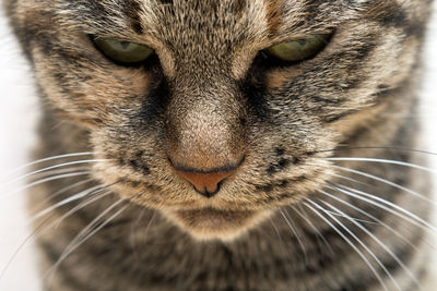 Portrait of a domestic cat close-up