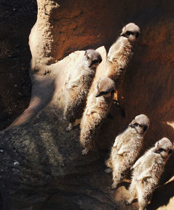 High angle view of sheep in zoo