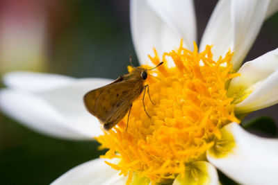 Close-up of insect on yellow flower