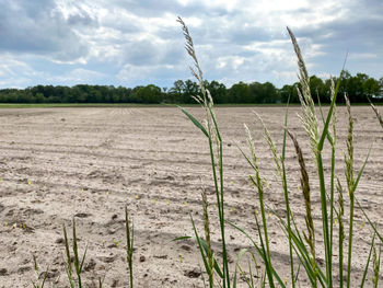 Scenic view of agricultural field against sky