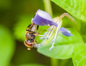 Macro shot of insect pollinating on purple flower