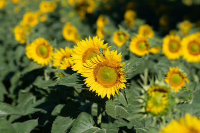 Close-up of yellow flowering plant