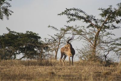 View of animal on grassy field