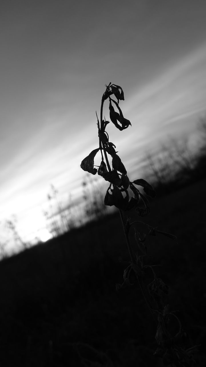 CLOSE-UP OF SILHOUETTE PLANT ON FIELD