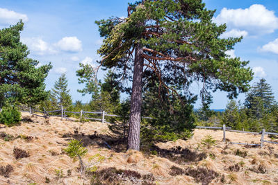 Pine trees in forest against sky