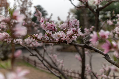 Close-up of pink cherry blossoms in spring