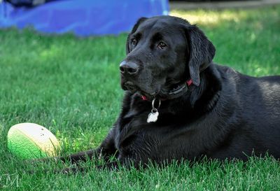 Black lab chilling on grass