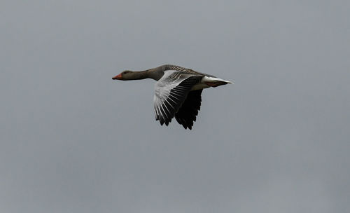 Low angle view of seagull flying in sky