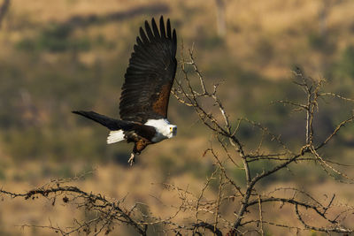 Low angle view of eagle flying