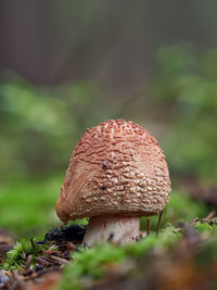 Close-up of mushroom growing on field