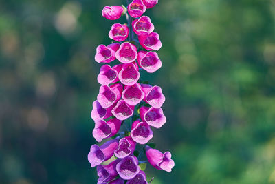 Close-up of pink flowering plant