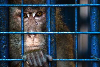 Portrait of monkey in cage