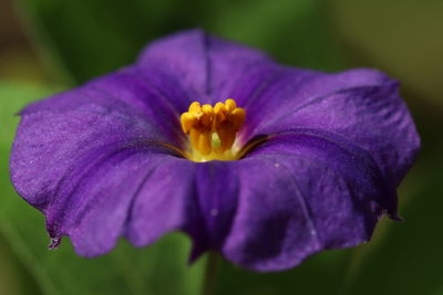 Close-up of purple iris