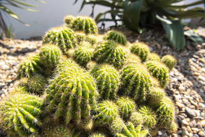 High angle view of succulent plant on field