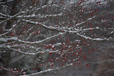 Close-up of frozen tree during winter