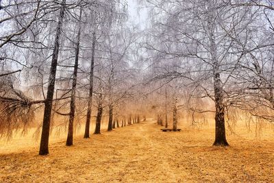 Bare trees on snow covered landscape