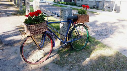 Potted plant in backyard