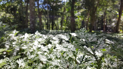 White flowers blooming on tree