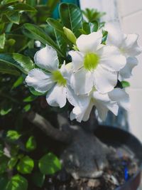 Close-up of white flowering plant
