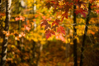Autumn leaves on tree