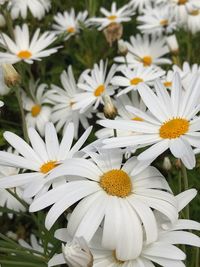 Close-up of white daisy flowers