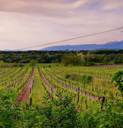 Scenic view of field against cloudy sky