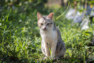 Cat sitting on field