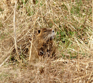 Close-up of lion on field