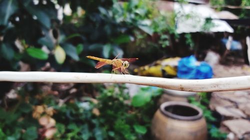 Close-up of insect on potted plant