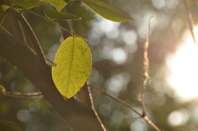 Close-up of fruit on tree