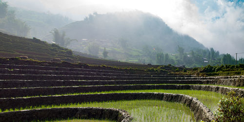 Scenic view of agricultural field against sky