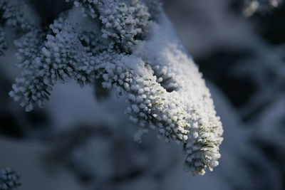 frost