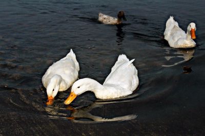 Group of birds in lake