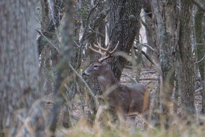 Animal on tree trunk in forest