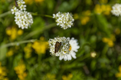 Close-up of white flowering plant