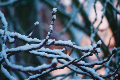 Close-up of frozen plant