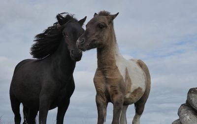 Low angle view of horses against sky