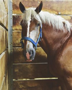 Close-up of horse in stable