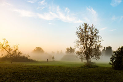 Trees on field against sky during sunset