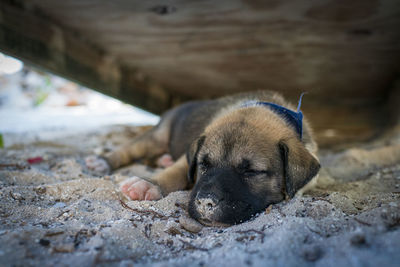 Dog sleeping on ground