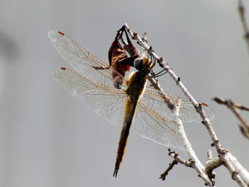 Close-up of dragonfly on twig